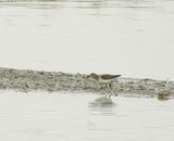 LEAST SANDPIPER . STEART MARSHES . SOMERSET . 14/1/25