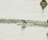 LEAST SANDPIPER . STEART MARSHES . SOMERSET . 14 / 1 / 2025