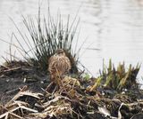 MERLIN . GREYLAKE . SOMERSET . 11/2/25