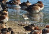 PECTORAL SANDPIPER . BOWLING GREEN MARSH . DEVON . ENGLAND . 28 / 9 / 2025