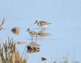 LITTLE STINT . BOWLING GREEN MARSH . DEVON . 24 / 9 / 2025