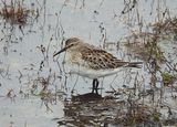 WHITE-RUMPED SANDPIPER . NORTHAM BURROWS . DEVON . 6.11.24.jpg