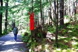 KTN_WardLakeTrail_MMIW_SkunkCabbage_14May2023_0156 (1024x683) [1024x768 zip].JPG