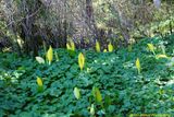 KTN_WardLakeTrail_MMIW_SkunkCabbage_14May2023_0196 [1024 x 768 y] [1024x768 zip].JPG