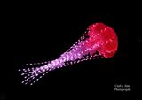 Artis:OGE Group Artwork: Jellies of the sky