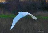  Great White Egret 
