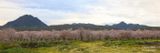  Sutter Buttes 2024