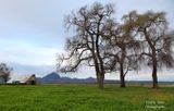 Sutter Buttes 2024