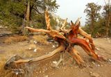 Toppled over Bristlecone Pine Tree