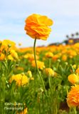  Persian buttercups