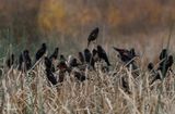 Red-winged Blackbirds