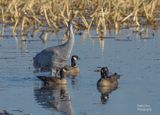 Sandhill Crane with Canadian Geese