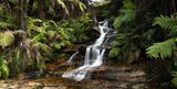 Blue Mountains Mar 2024_GFA6599s.jpg