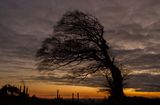 Storm damaged tree