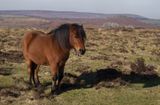 Dartmoor pony