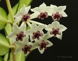 Hoya bella Variegata F21 #5831