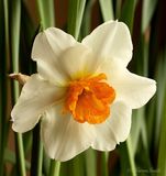 Narcissus Sorbet F20 #9153