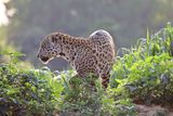 The Jaguar uses Cover