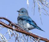 Mtn Bluebird-.jpg