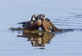John J Rawinski_Battling_Blue_Winged_Teal.jpg