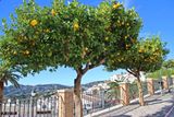 Frigiliana. Calle Real