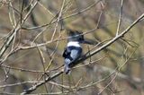 Belted Kingfisher