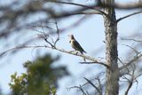 Northern Flicker