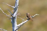 Song Sparrow on a Dead but Beautifully Weathered Cedar Tree