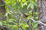 House Wren Outside the Bathroom Window