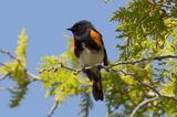 American Redstart