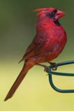 Northern Cardinal (Male)