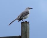Tropical Mockingbird 