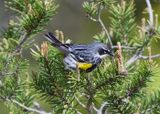 Yellow-rumped Warbler (Photo #2)