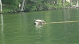 Mom turtle and baby