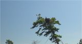 OSPREY NEST