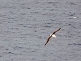NZ_AUS_002434_20230309.jpg