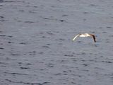 NZ_AUS_002435_20230309.jpg