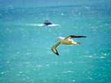 NZ_AUS_002495_20230312.jpg