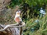 NZ_AUS_002552_20230317.jpg