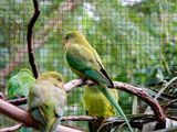 NZ_AUS_002591_20230317.jpg