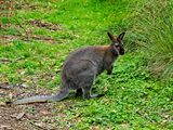 NZ_AUS_002593_20230317.jpg