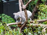 NZ_AUS_002627_20230319.jpg