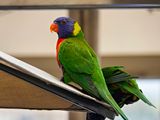 NZ_AUS_002660_20230320.jpg