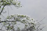 Z9I_5171.JPG