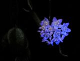 Hoya thomsonii UV.2.jpg