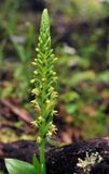Platanthera micrantha. Closer.jpg