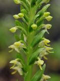 Platanthera micrantha. Close-up.jpg