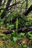 Platanthera micrantha.2.jpg