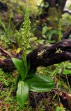 Platanthera micrantha.jpg