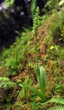 Platanthera pollostantha.jpg